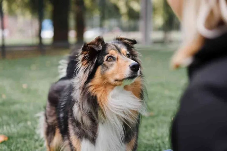 Chien regardant son maître avec attention dans un parc, illustrant le lien affectif et la communication non verbale.
