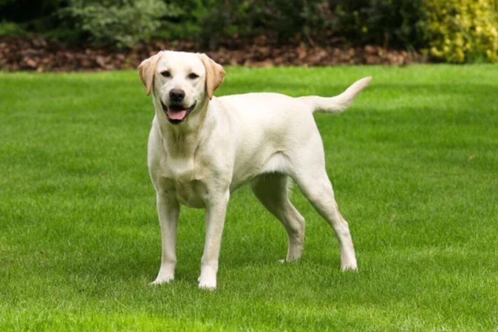 12 races de chiens les plus intelligentes, avec le plus gros QI