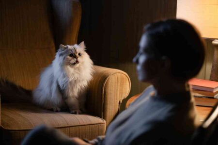 Chat à poils longs en train de miauler sur un fauteuil, regardant une femme floue au premier plan