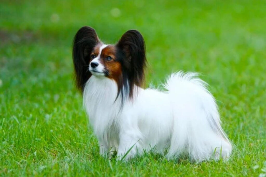 12 races de chiens les plus intelligentes, avec le plus gros QI