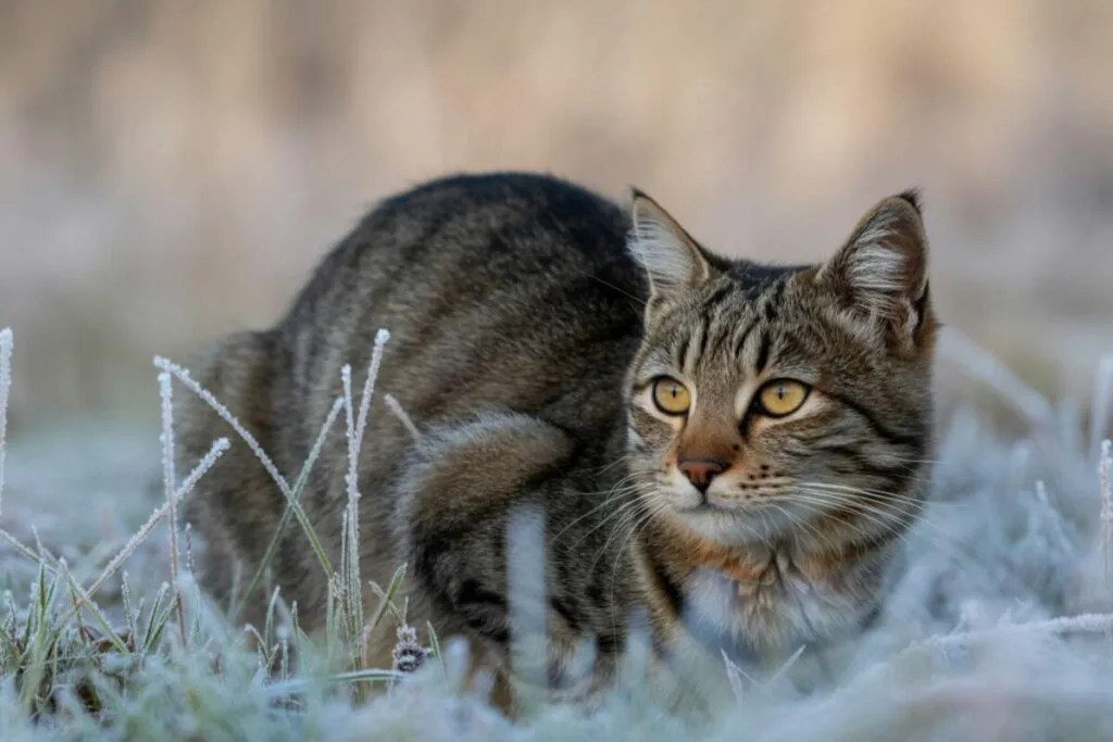 Pourquoi mon chat remue-t-il les fesses avant d'attaquer  Découvrez les secrets de ce comportement fascinant