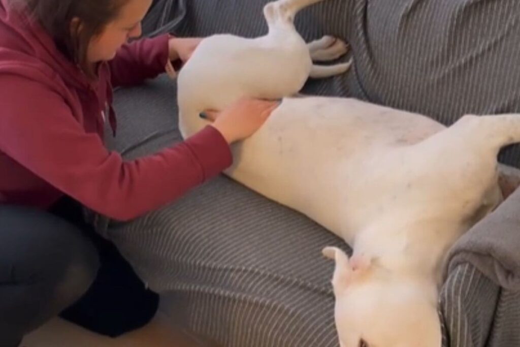 Quand la biorésonance, l’ostéopathie et la médecine chinoise soignent votre animal une vraie solution