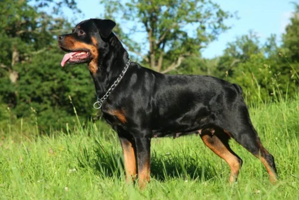 12 races de chiens les plus intelligentes, avec le plus gros QI