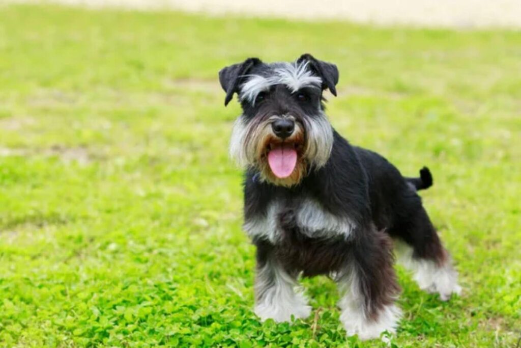 12 races de chiens les plus intelligentes, avec le plus gros QI