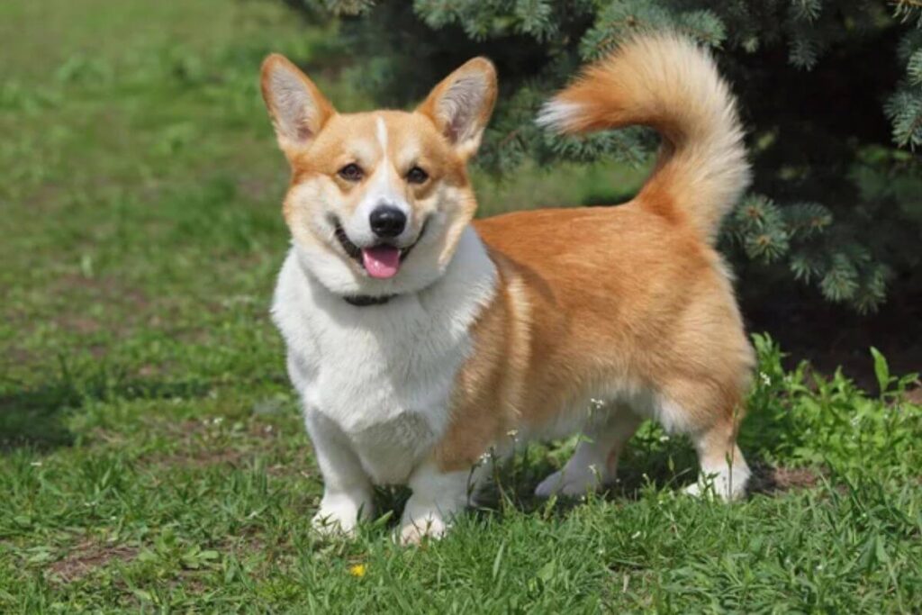 12 races de chiens les plus intelligentes, avec le plus gros QI