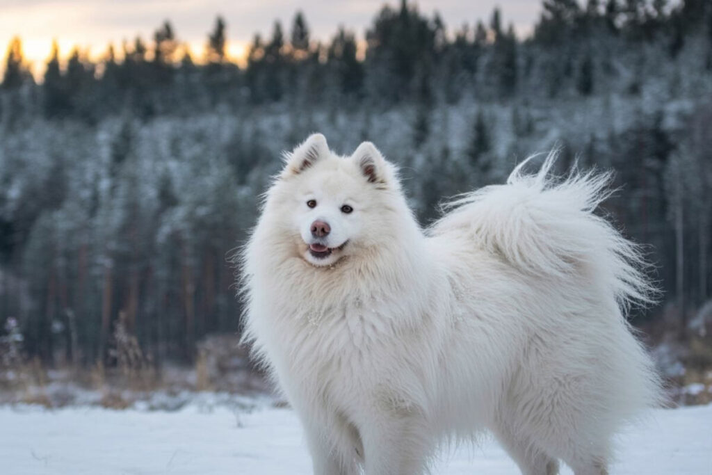 désapprendre chien aboiement
