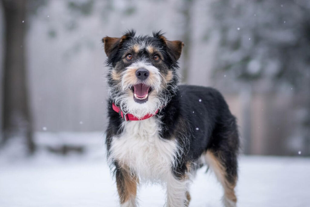 désapprendre chien aboiement