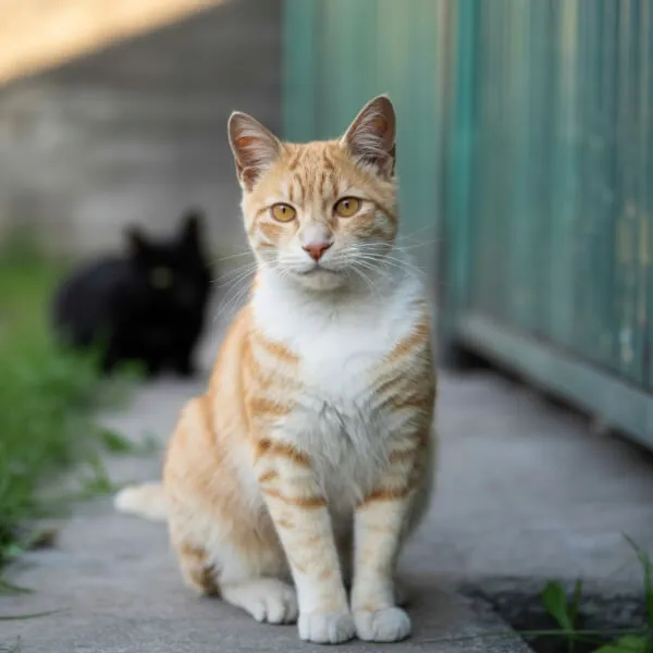 Alerte empoisonnement à Laneuveville  des chats morts relancent le débat sur l’usage des raticides