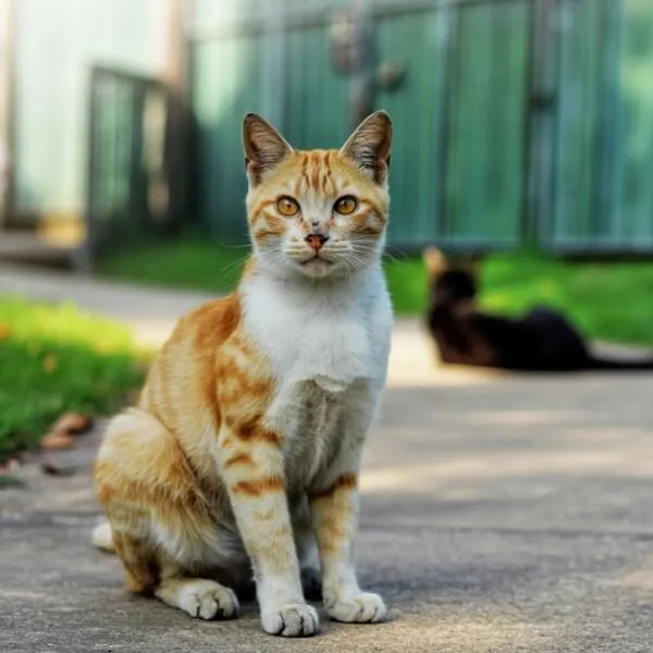 Alerte empoisonnement à Laneuveville  des chats morts relancent le débat sur l’usage des raticides