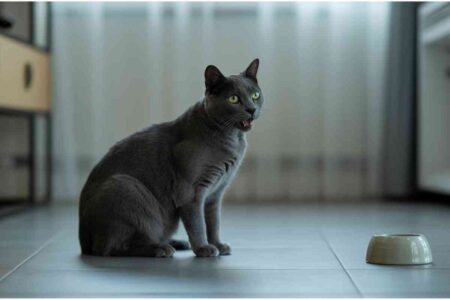 Chat gris miaulant dans une pièce vide, illustrant un miaulement de douleur chez le chat