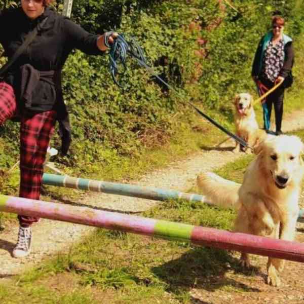 Chien golden retriever sautant une barre colorée sur un sentier, tenu en laisse par une participante, dans une ambiance de rallye canin en forêt