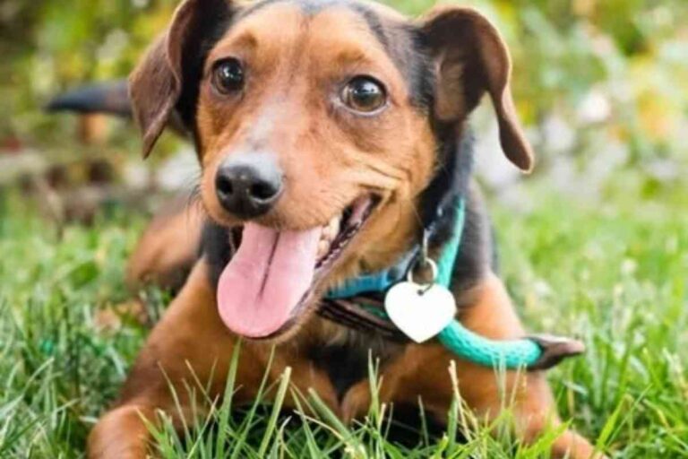 Petit chien brun et noir couché sur l’herbe, langue sortie, portant un collier vert et une médaille en forme de cœur