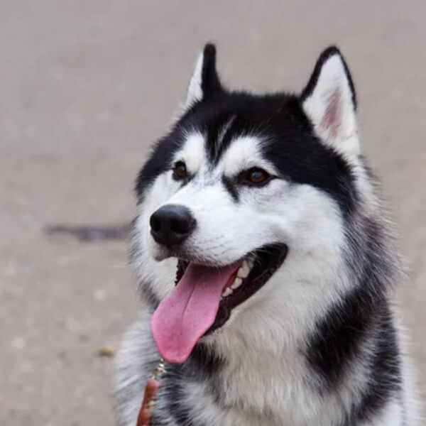 Génétique chien agressif