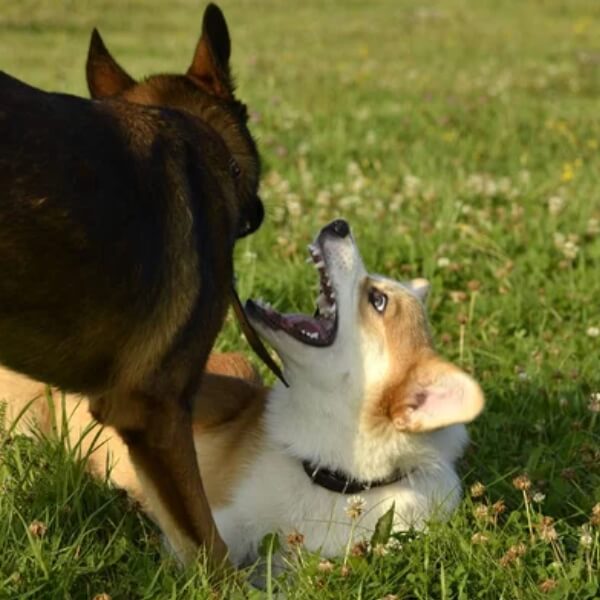 Génétique chien agressif