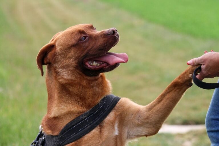 Guizmo, croisé Malinois et Dogue de Bordeaux, debout, langue pendante, regarde son soigneur avec enthousiasme au Refuge de Reims.