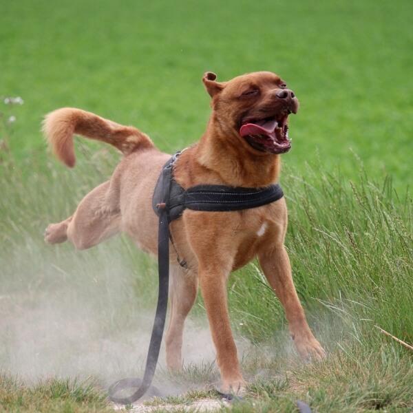 Guizmo, croisé Malinois et Dogue de Bordeaux, court en laisse dans l’herbe, plein d’énergie au Refuge de Reims.