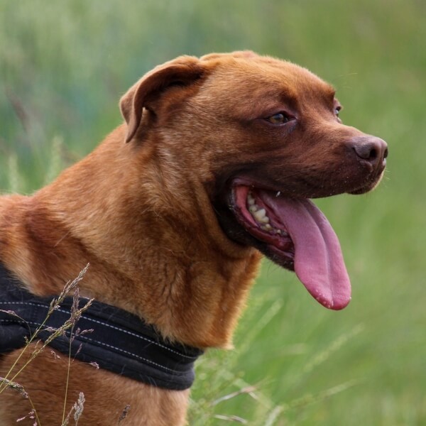 Guizmo, croisé Malinois et Dogue de Bordeaux, debout, langue pendante, regarde son soigneur avec enthousiasme au Refuge de Reims.