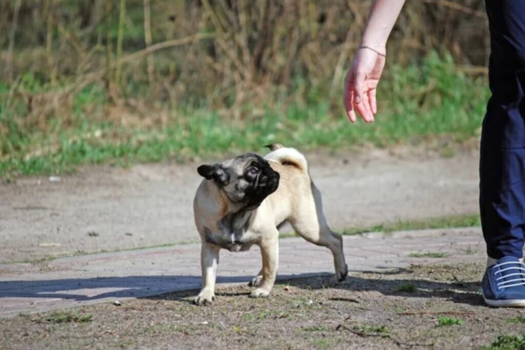 Morsure de chien