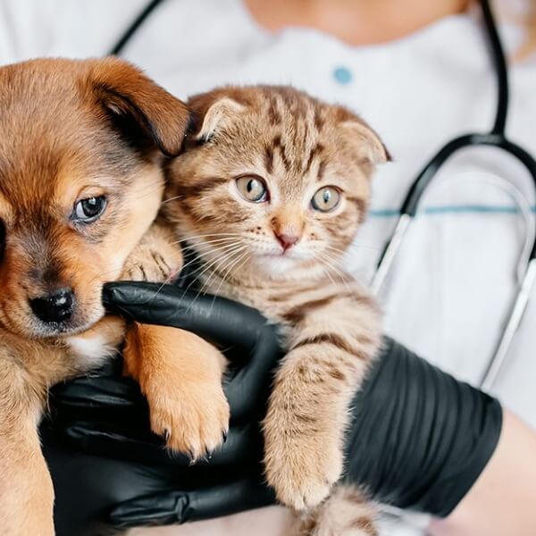 Un chiot et un chaton blottis dans les bras d’un vétérinaire en blouse blanche, représentant des soins attentionnés pour animaux.