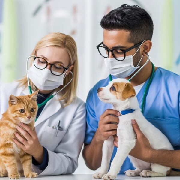 Deux vétérinaires portant des blouses et des masques tiennent un chat et un chiot pendant une consultation en clinique.