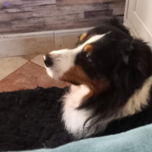 Portrait d’une chienne au regard figé, marquée par un passé traumatique