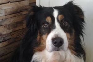 Portrait d’une chienne au regard figé, marquée par un passé traumatique