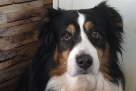 Portrait d’une chienne au regard figé, marquée par un passé traumatique