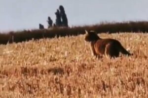 Un grand félin non identifié observé dans un champ à Fleury-en-Bière, Seine-et-Marne, le 23 juin 2025, filmé par un habitant local.