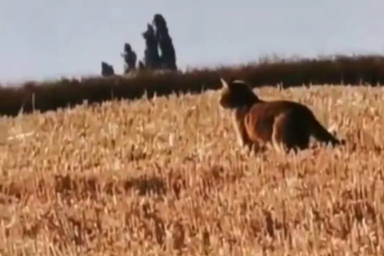 Un grand félin non identifié observé dans un champ à Fleury-en-Bière, Seine-et-Marne, le 23 juin 2025, filmé par un habitant local.
