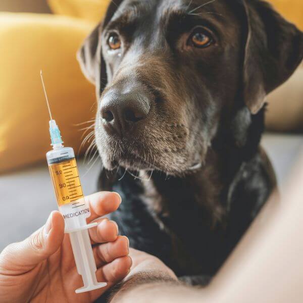 Un chien regarde attentivement une seringue, illustrant les choix de vaccination personnalisée recommandés pour 2025.