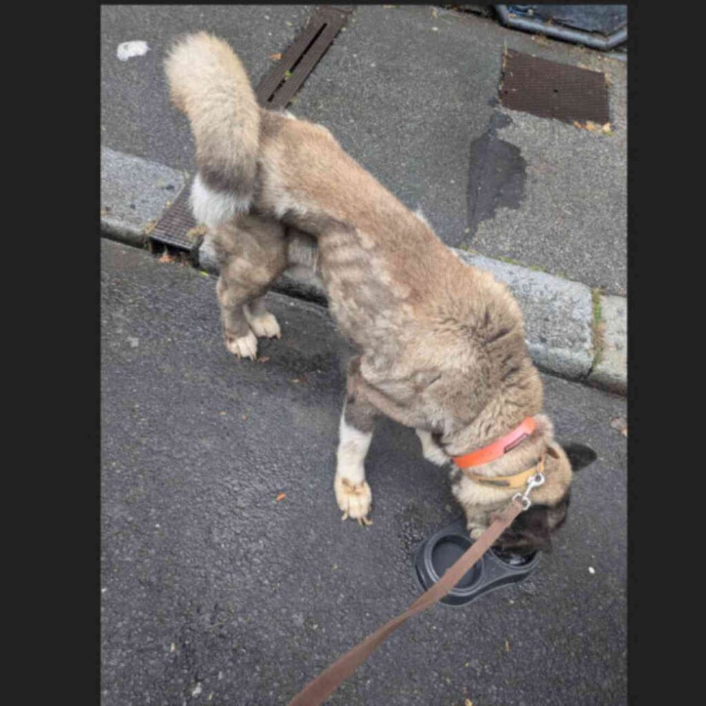 Chien akita amaigri attaché en laisse, buvant dans une gamelle sur un trottoir mouillé à Elbeuf après son sauvetage