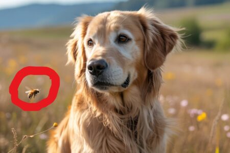 Golden retriever inquiet dans un champ, potentiellement menacé par des abeilles invisibles.
