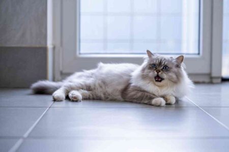 Un chat qui s’ennuie miaule dans un environnement calme, illustrant l'ennui chez les chats d’intérieur.