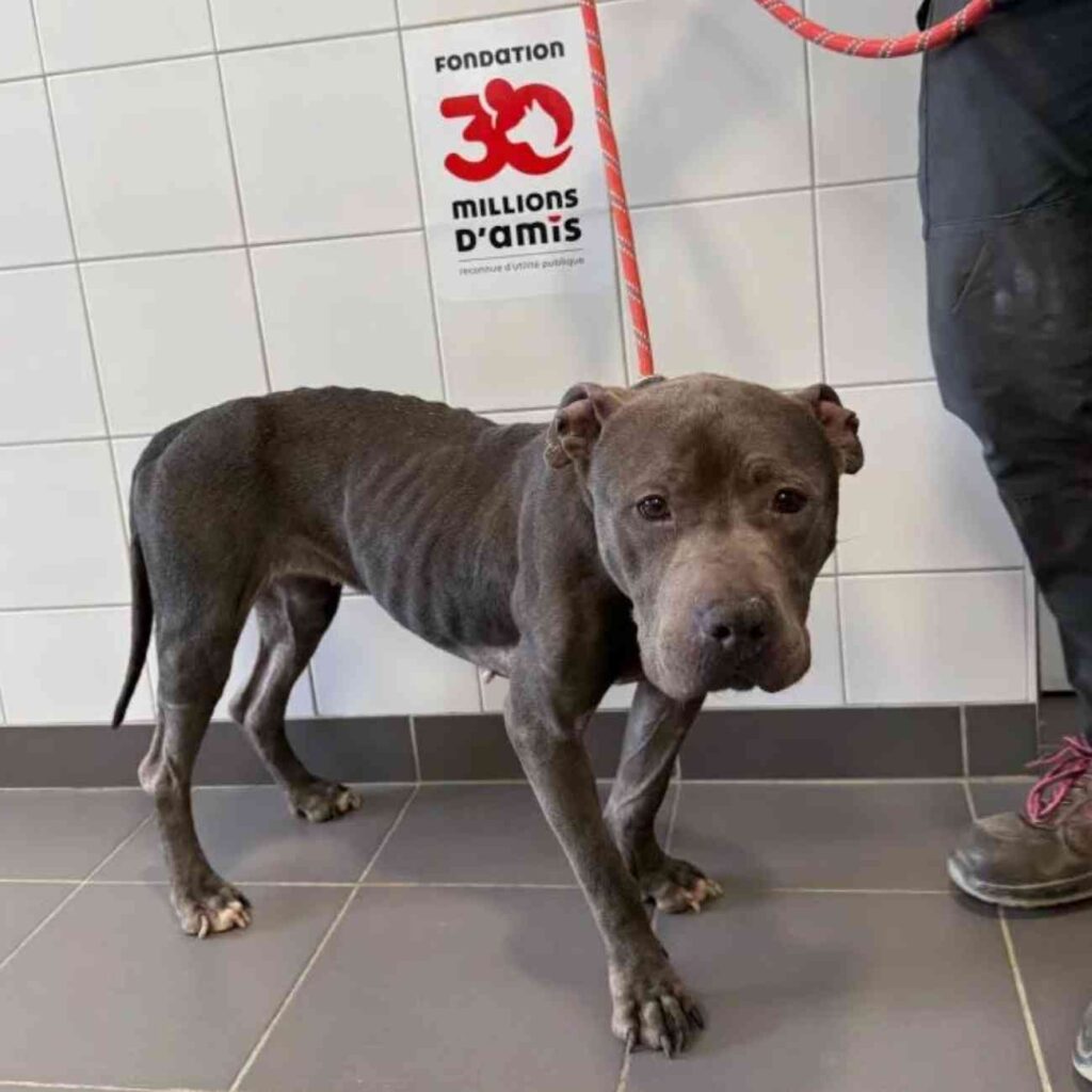 Chienne amaigrie secourue par la Fondation 30 Millions d’Amis après des jours de négligence