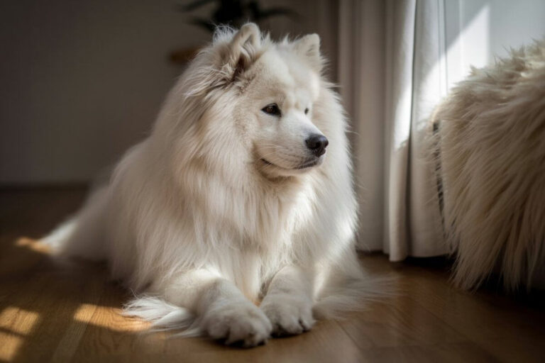 Nœuds poil chien