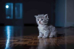 Chaton miaule la nuit dans une pièce sombre, assis seul sur un parquet éclairé par la lune, regard inquiet tourné vers la porte.