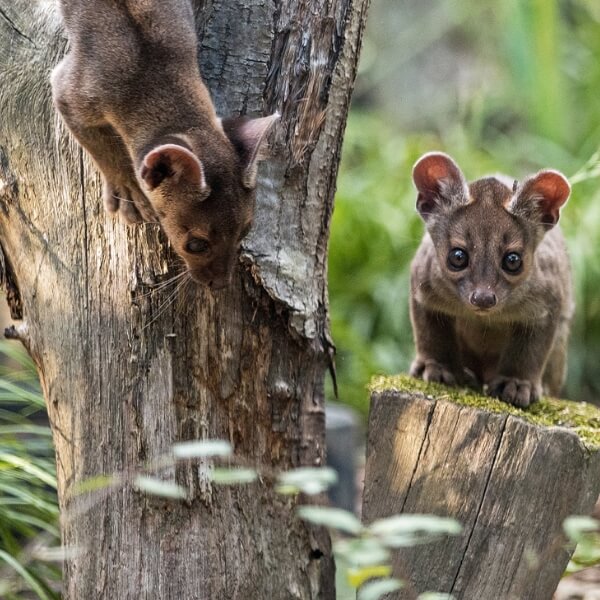 Trois fossas sont nés au zoo de Paris — et pendant ce temps, chiens et chats continuent d’éclipser les espèces en voie de disparition 2 Deux jeunes fossas nés au zoo de Paris jouent autour d’un tronc d’arbre dans leur enclos de la biozone Madagascar.