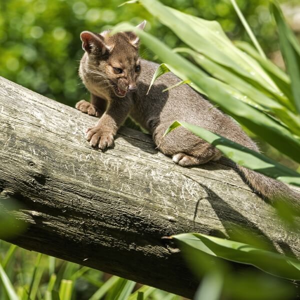 Trois fossas sont nés au zoo de Paris — et pendant ce temps, chiens et chats continuent d’éclipser les espèces en voie de disparition 1 Un jeune fossa né au zoo de Paris allongé sur une branche, observant son environnement avec curiosité.