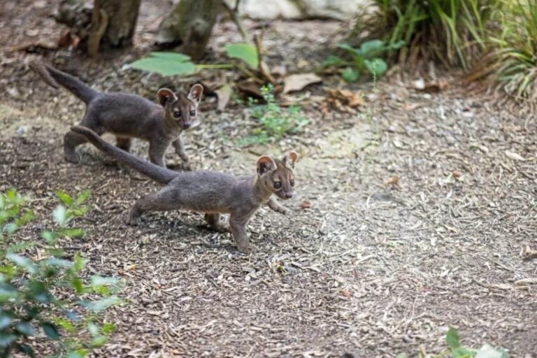 Trois jeunes fossas dans un enclos du zoo de Paris, observés en pleine exploration après leur naissance exceptionnelle.