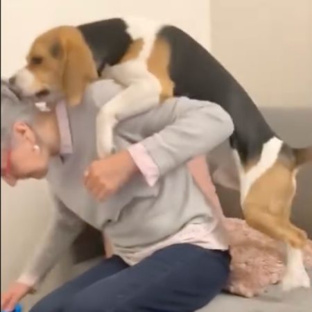 Birkin qui saute sur Christine Malenfant, éducatrice canine à Paris