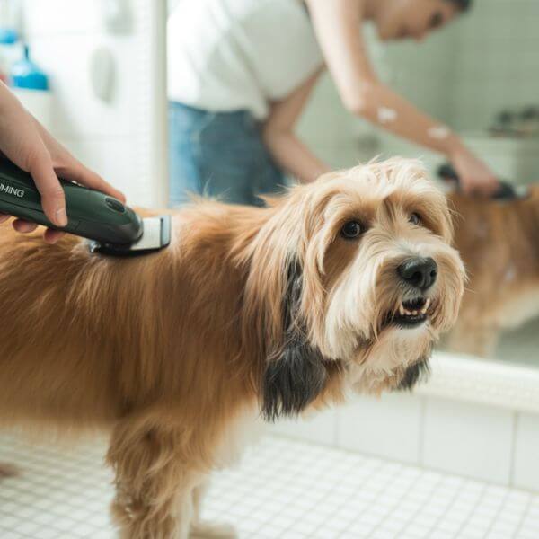tondre chien poil long
