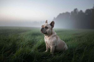 Chien de campagne assis dans l’herbe au lever du jour, regard tourné vers l’horizon
