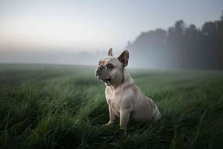 Chien de campagne assis dans l’herbe au lever du jour, regard tourné vers l’horizon
