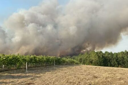 Fumée dense s’élevant au-dessus d’une forêt en Charente après un incendie ayant ravagé 230 hectares, vigilance rouge canicule et évacuations d’habitants et d’animaux de compagnie.