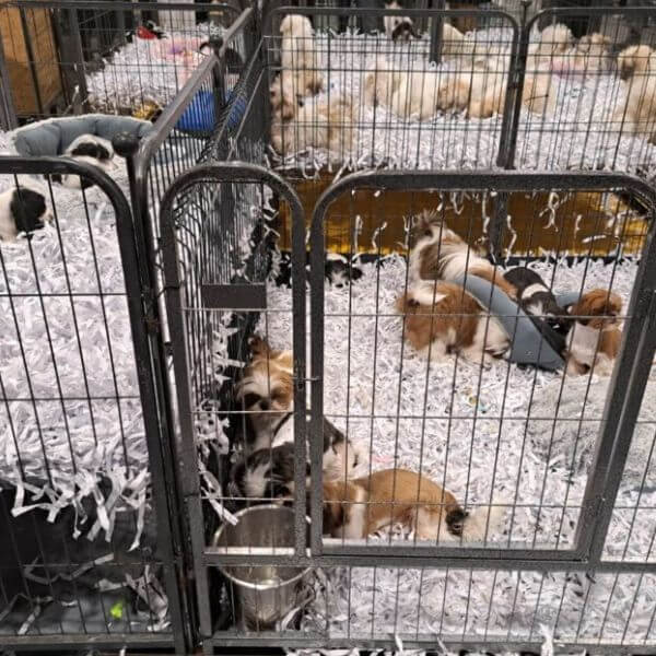 Chiots en cage exposés au salon du chiot de Nantes, symbole de la marchandisation animale