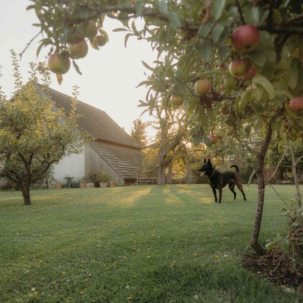 Chien noir en liberté dans un jardin sans clôture, en fin de journée, près d’un verger et d’une maison rurale
