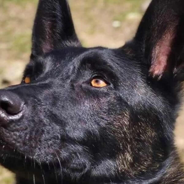 Portrait rapproché d’un chien de type berger hollandais noir, regard attentif, devenu symbole de l’affaire Smoke et du débat sur la protection animale en France.