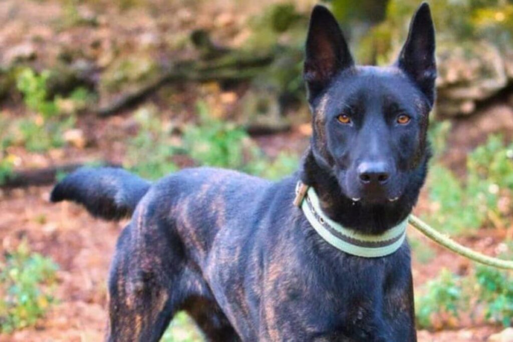 Chien de type berger hollandais, au pelage sombre, photographié debout dans l’herbe, devenu symbole de l’affaire Smoke et des débats sur la protection animale.