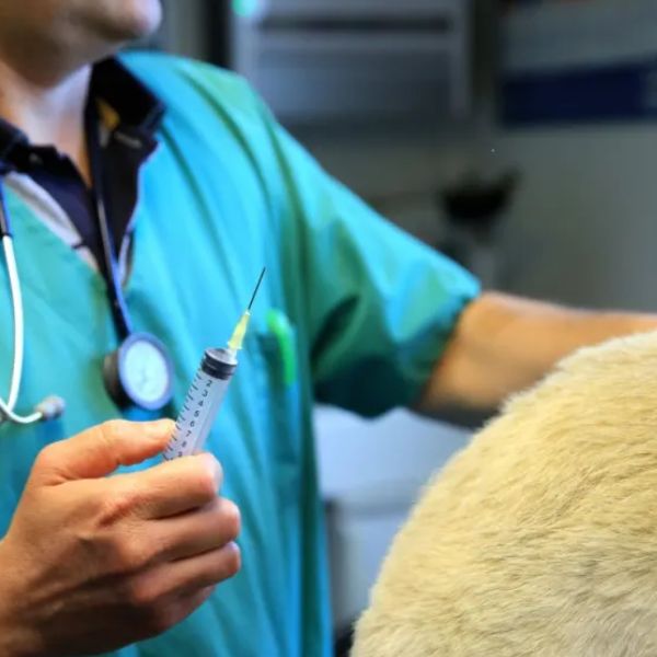 Un vétérinaire en blouse bleue examine un animal de ferme, symbole du rôle essentiel des praticiens ruraux.