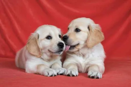 Deux chiots blonds allongés sur un fond rouge, l’un lèche le museau de l’autre.